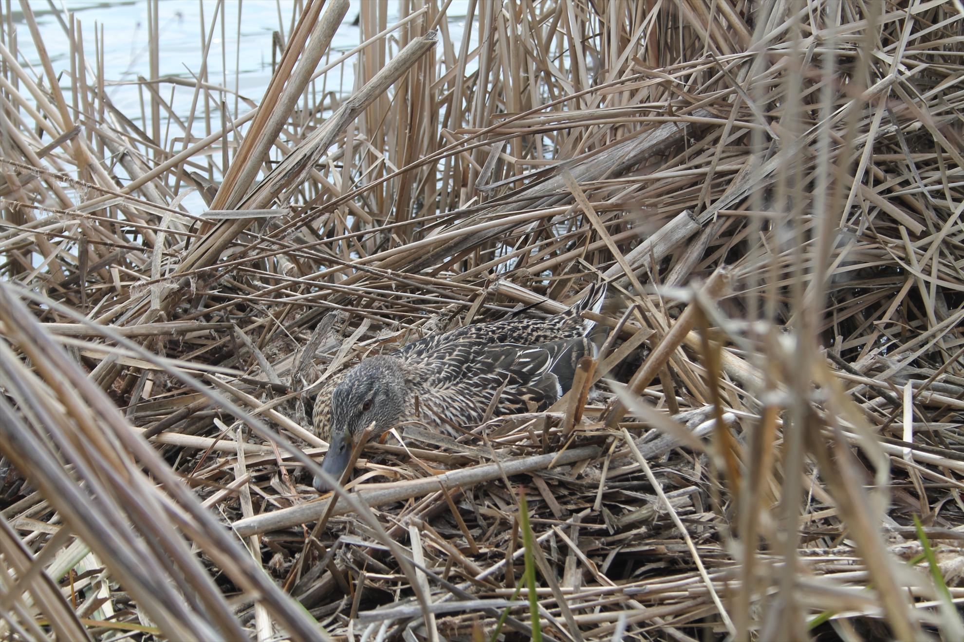 Peisaje... - harsany-aprilie2013-2581.JPG